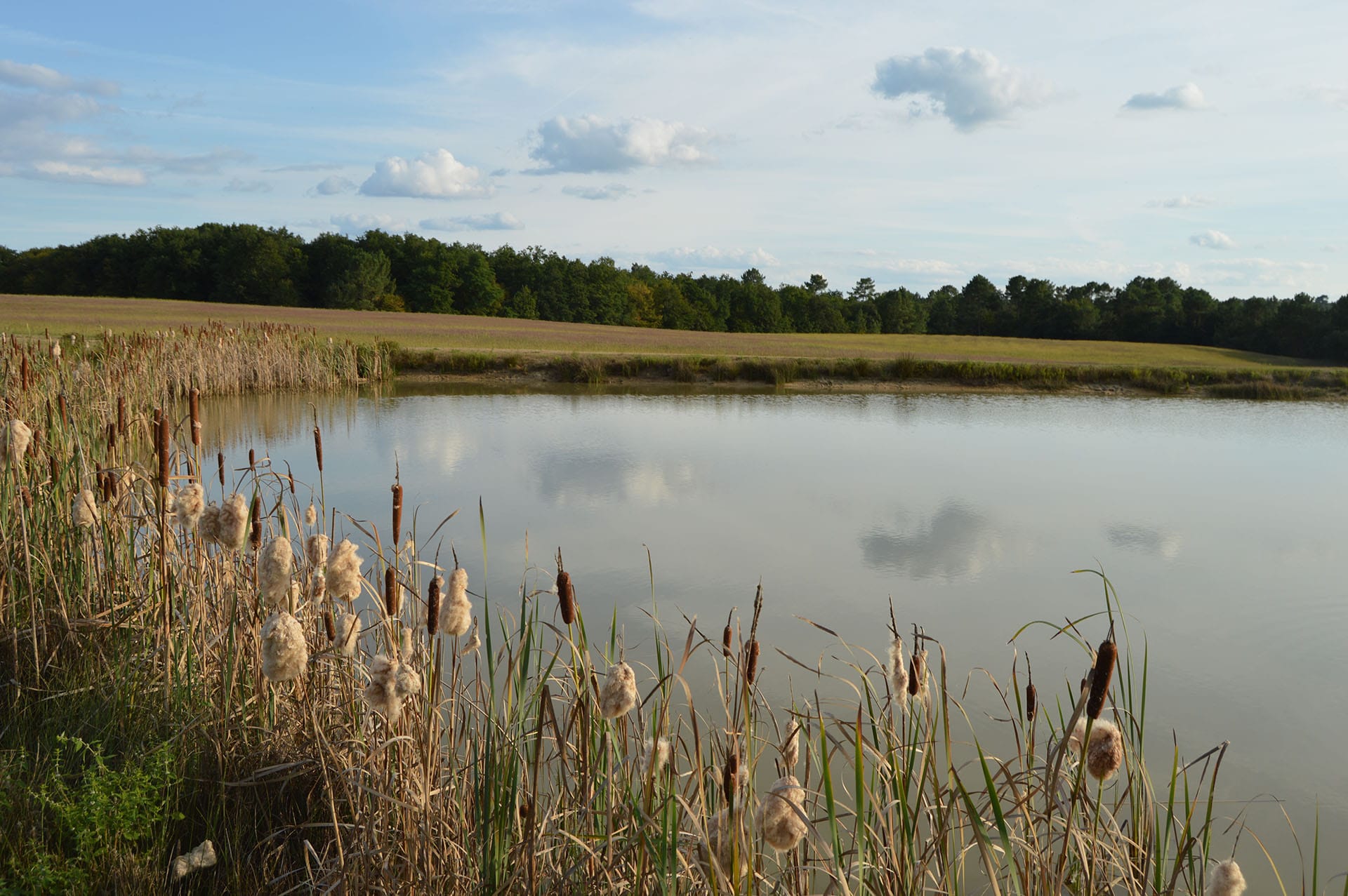 Étang privatif du Gîte des Fouilloux